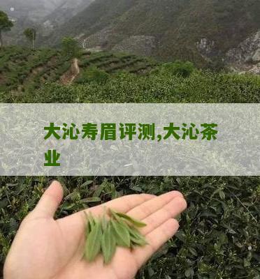 大沁寿眉评测,大沁茶业