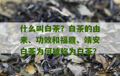 什么叫白茶？白茶的由来、功效和福鼎、靖安白茶为何被称为白茶？