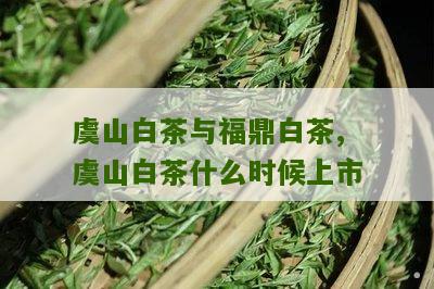 虞山白茶与福鼎白茶,虞山白茶什么时候上市