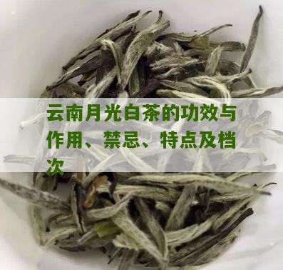 云南月光白茶的功效与作用、禁忌、特点及档次