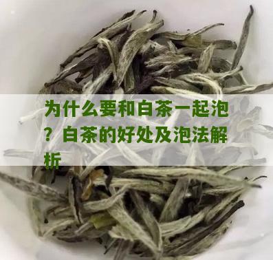 为什么要和白茶一起泡？白茶的好处及泡法解析