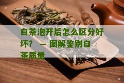 白茶泡开后怎么区分好坏？ — 图解鉴别白茶质量