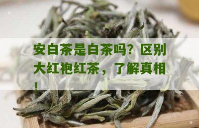 安白茶是白茶吗？区别大红袍红茶，了解真相！