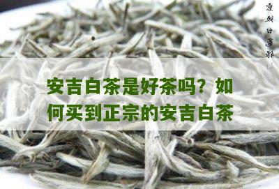 安吉白茶是好茶吗？如何买到正宗的安吉白茶