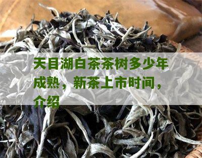 天目湖白茶茶树多少年成熟，新茶上市时间，介绍