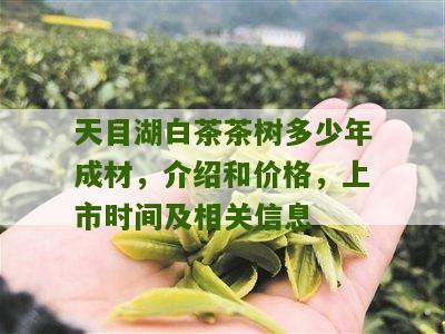 天目湖白茶茶树多少年成材，介绍和价格，上市时间及相关信息