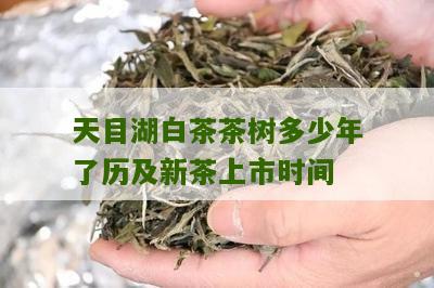 天目湖白茶茶树多少年了历及新茶上市时间