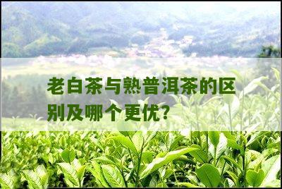 老白茶与熟普洱茶的区别及哪个更优？