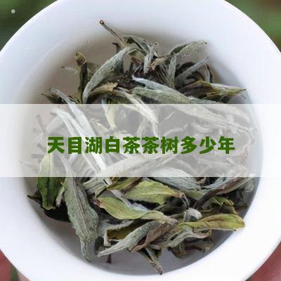 天目湖白茶茶树多少年