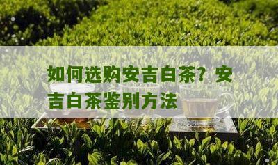 如何选购安吉白茶？安吉白茶鉴别方法