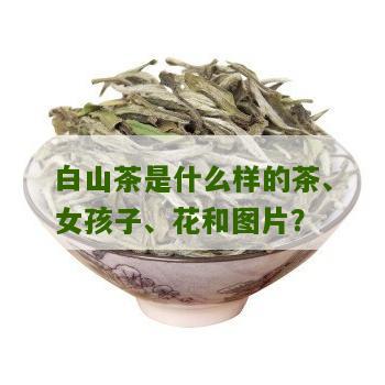 白山茶是什么样的茶、女孩子、花和图片？