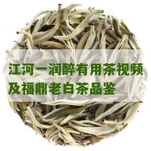 江河一润醉有用茶视频及福鼎老白茶品鉴