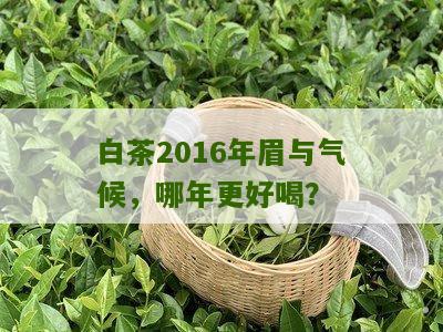 白茶2016年眉与气候，哪年更好喝？