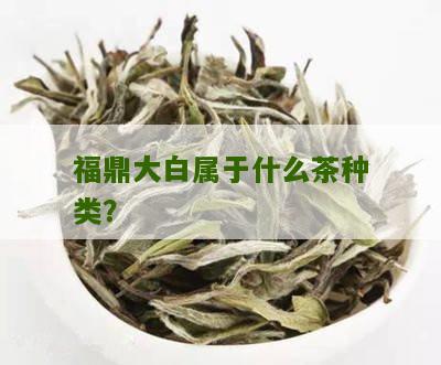 福鼎大白属于什么茶种类？