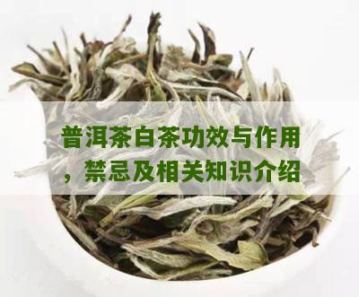 普洱茶白茶功效与作用，禁忌及相关知识介绍