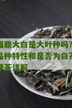 福鼎大白是大叶种吗？品种特性和是否为白茶绿茶详解