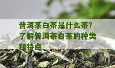 普洱茶白茶是什么茶？了解普洱茶白茶的种类和特点