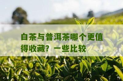 白茶与普洱茶哪个更值得收藏？一些比较