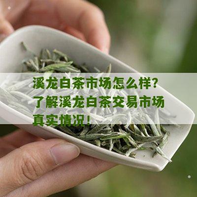 溪龙白茶市场怎么样？了解溪龙白茶交易市场真实情况！