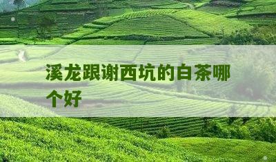 溪龙跟谢西坑的白茶哪个好