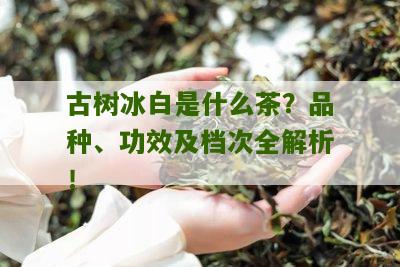 古树冰白是什么茶？品种、功效及档次全解析！