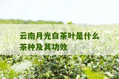 云南月光白茶叶是什么茶种及其功效