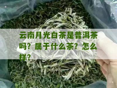 云南月光白茶是普洱茶吗？属于什么茶？怎么样？