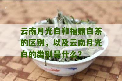 云南月光白和福鼎白茶的区别，以及云南月光白的类别是什么？