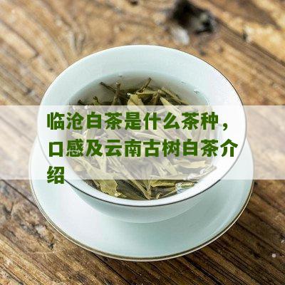 临沧白茶是什么茶种，口感及云南古树白茶介绍