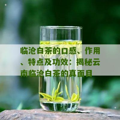 临沧白茶的口感、作用、特点及功效：揭秘云南临沧白茶的真面目