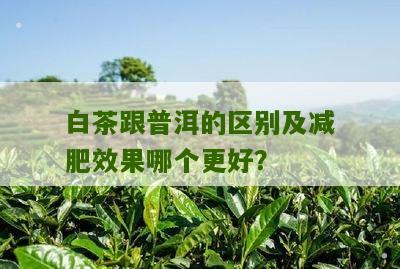 白茶跟普洱的区别及减肥效果哪个更好？