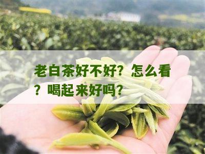 老白茶好不好？怎么看？喝起来好吗？