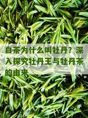 白茶为什么叫牡丹？深入探究牡丹王与牡丹茶的由来