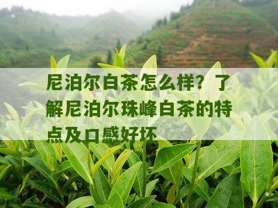 尼泊尔白茶怎么样？了解尼泊尔珠峰白茶的特点及口感好坏