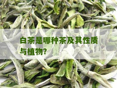 白茶是哪种茶及其性质与植物？