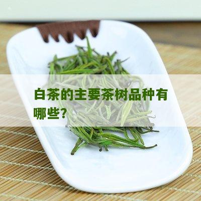 白茶的主要茶树品种有哪些？