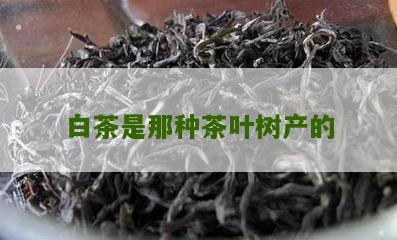 白茶是那种茶叶树产的