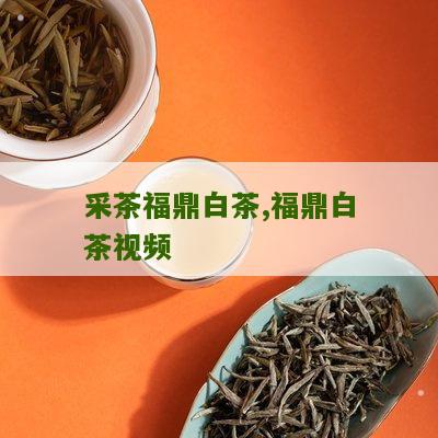 采茶福鼎白茶,福鼎白茶视频