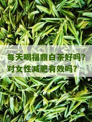 每天喝福鼎白茶好吗？对女性减肥有效吗？