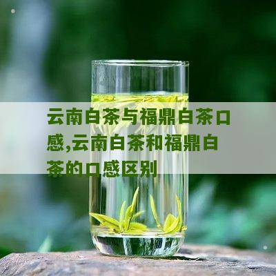 云南白茶与福鼎白茶口感,云南白茶和福鼎白茶的口感区别