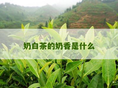 奶白茶的奶香是什么