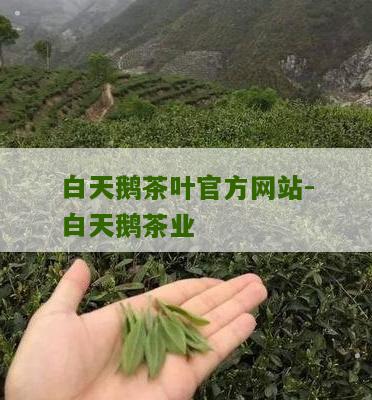 白天鹅茶叶官方网站-白天鹅茶业