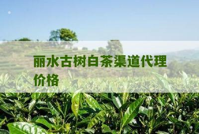 丽水古树白茶渠道代理价格