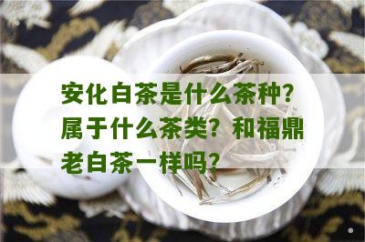 安化白茶是什么茶种？属于什么茶类？和福鼎老白茶一样吗？