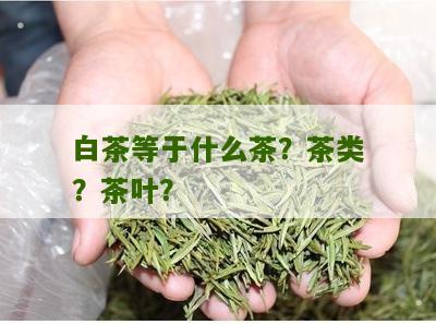 白茶等于什么茶？茶类？茶叶？