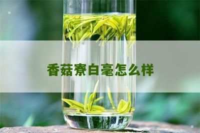 香菇寮白毫怎么样