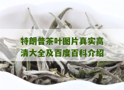 特朗普茶叶图片真实高清大全及百度百科介绍