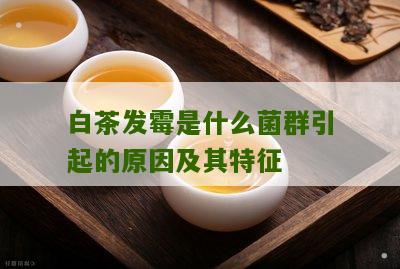 白茶发霉是什么菌群引起的原因及其特征