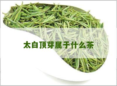 太白顶芽属于什么茶