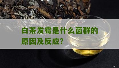 白茶发霉是什么菌群的原因及反应？